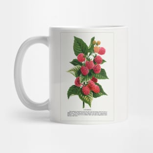 Cuthbert Raspberry lithograph (1900) Mug